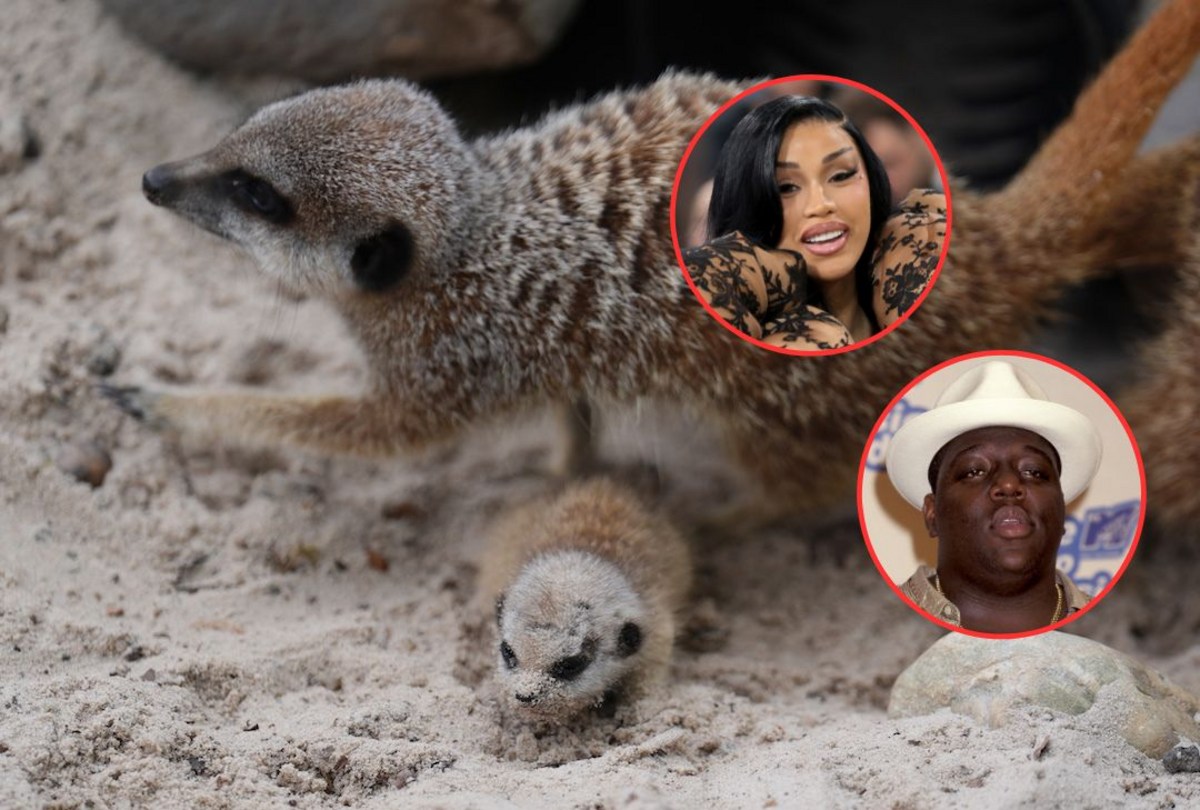 Meerkats Named After Cardi B and Biggie Welcome Fifth Litter in Scotland